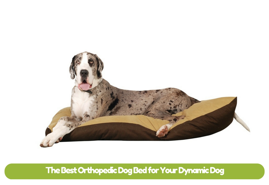 The Best Orthopedic Dog Bed for Your Dynamic Dog