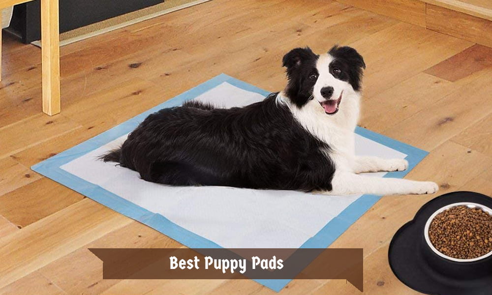Best Puppy Pads