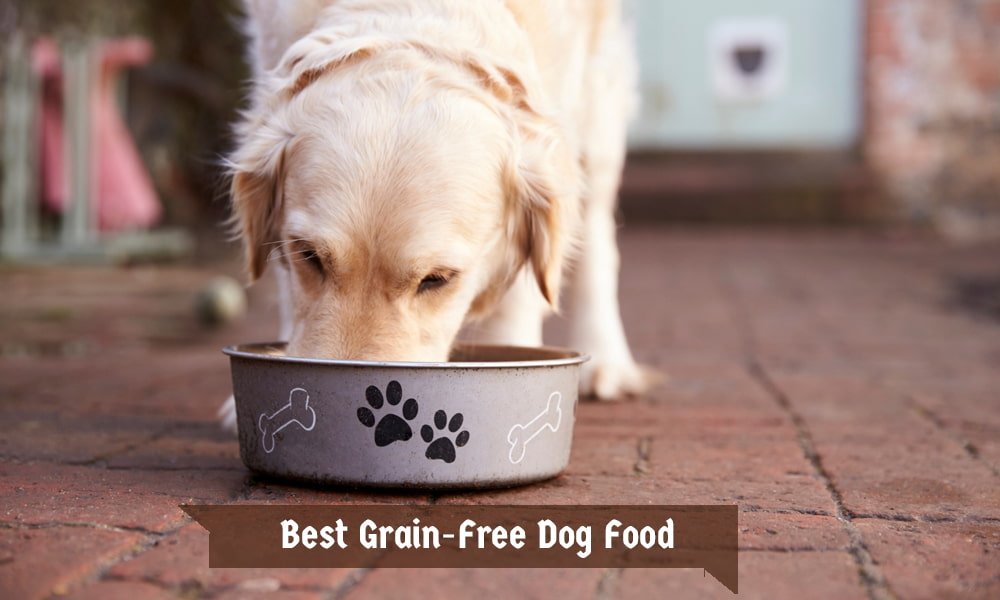 Best Grain-Free Dog Food