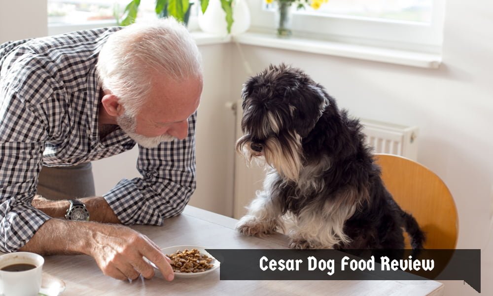 Cesar Dog Food Review