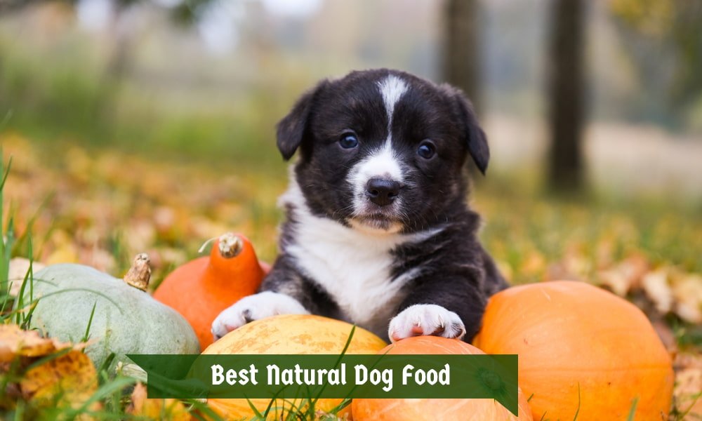 Best Natural Dog Food
