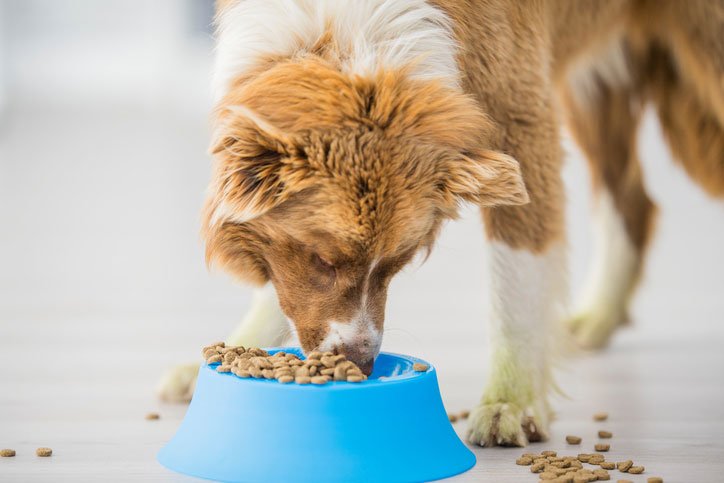 Dog Food for Weight Gain