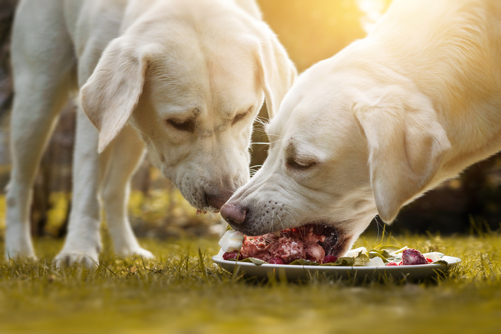 Top 20 Puppy Food Comparison Best Puppy Foods In 2019