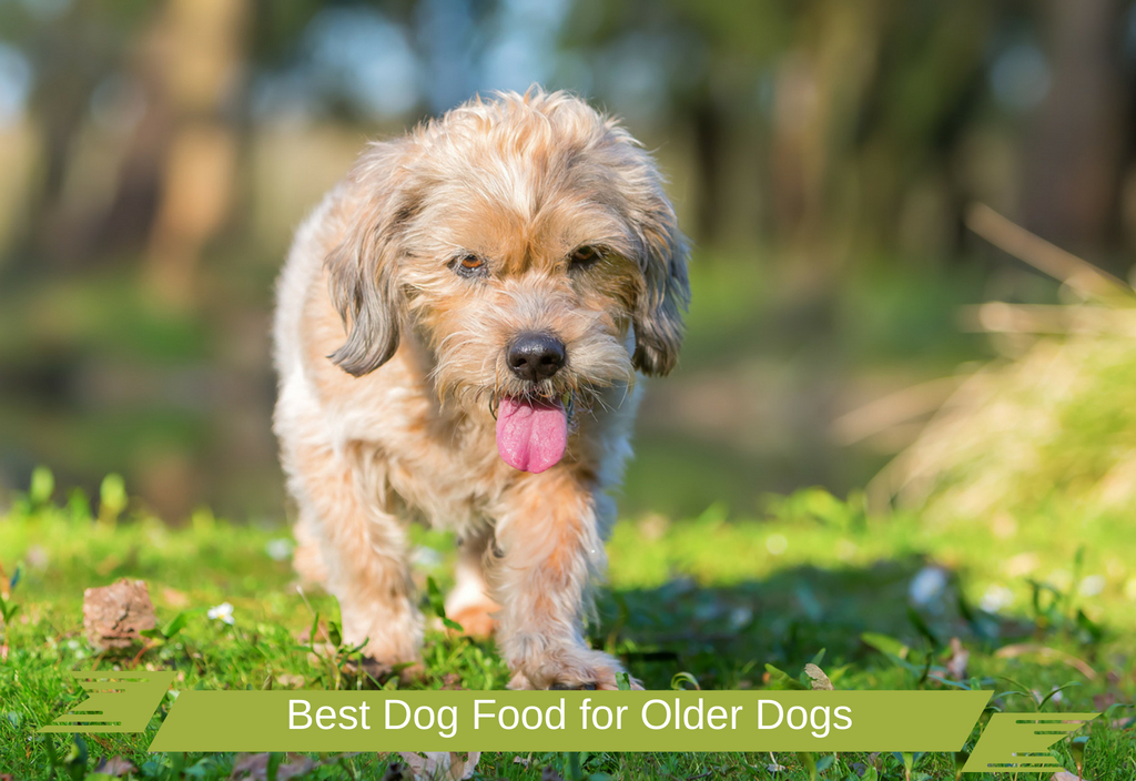 Best Dog Food for Older Dogs