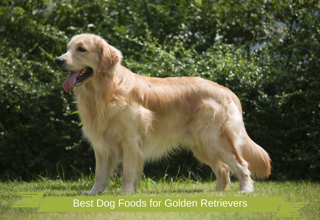 Best Dog Foods for Golden Retrievers