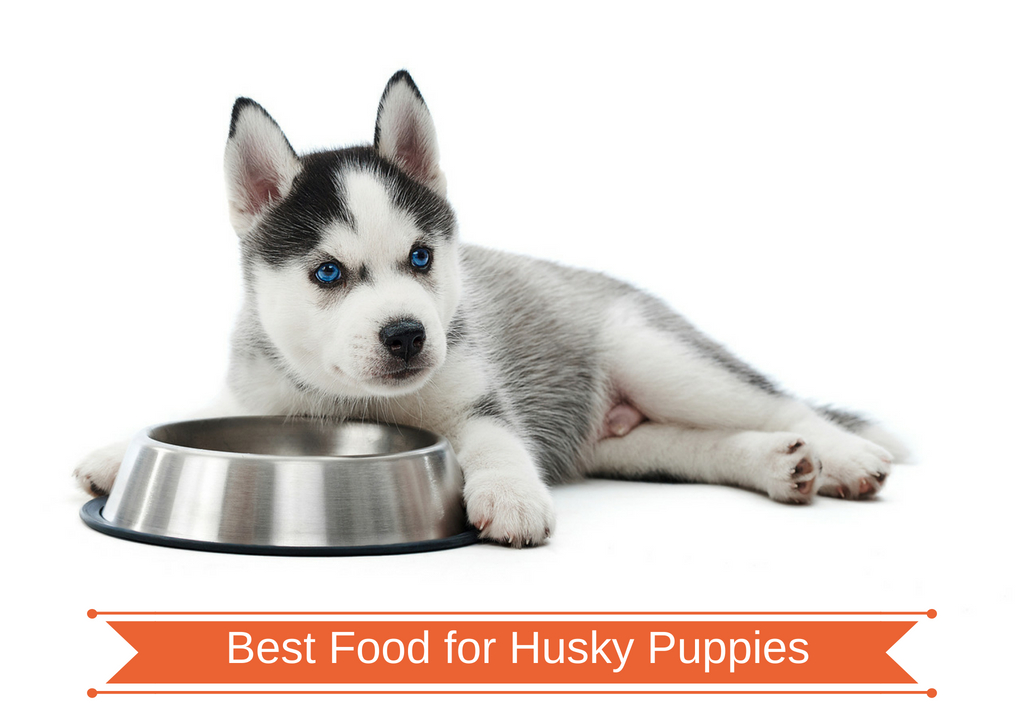 Best Food for Husky Puppies