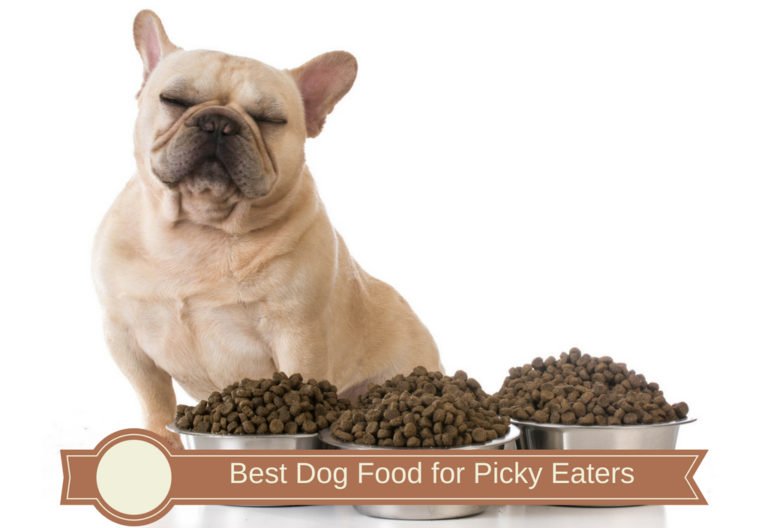 Best Dog Food for Picky Eaters