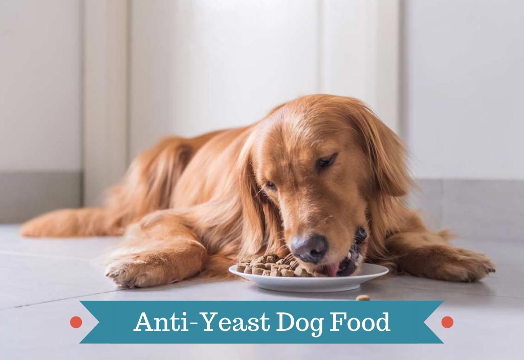 Anti yeast shop dog food