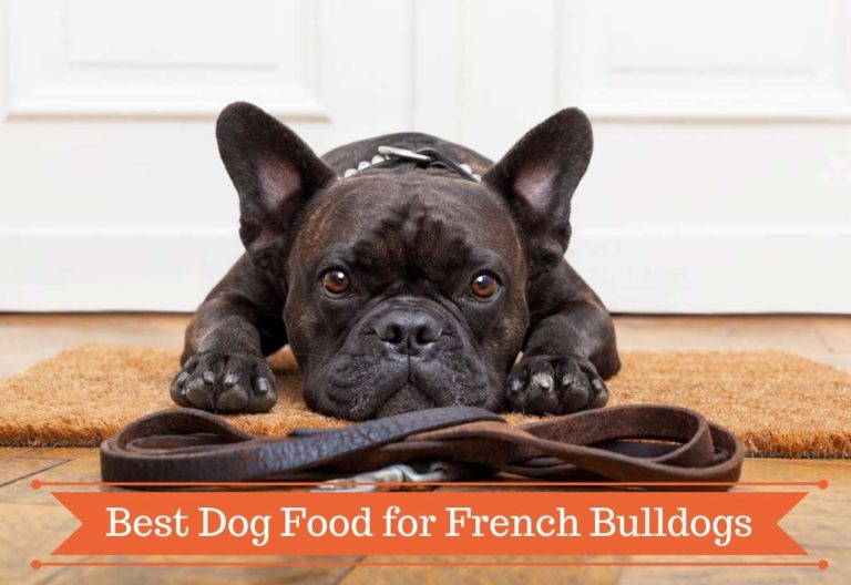Best Dog Food for French Bulldogs 5 Best Foods to Feed an Adult & Puppy French bulldog in 2021
