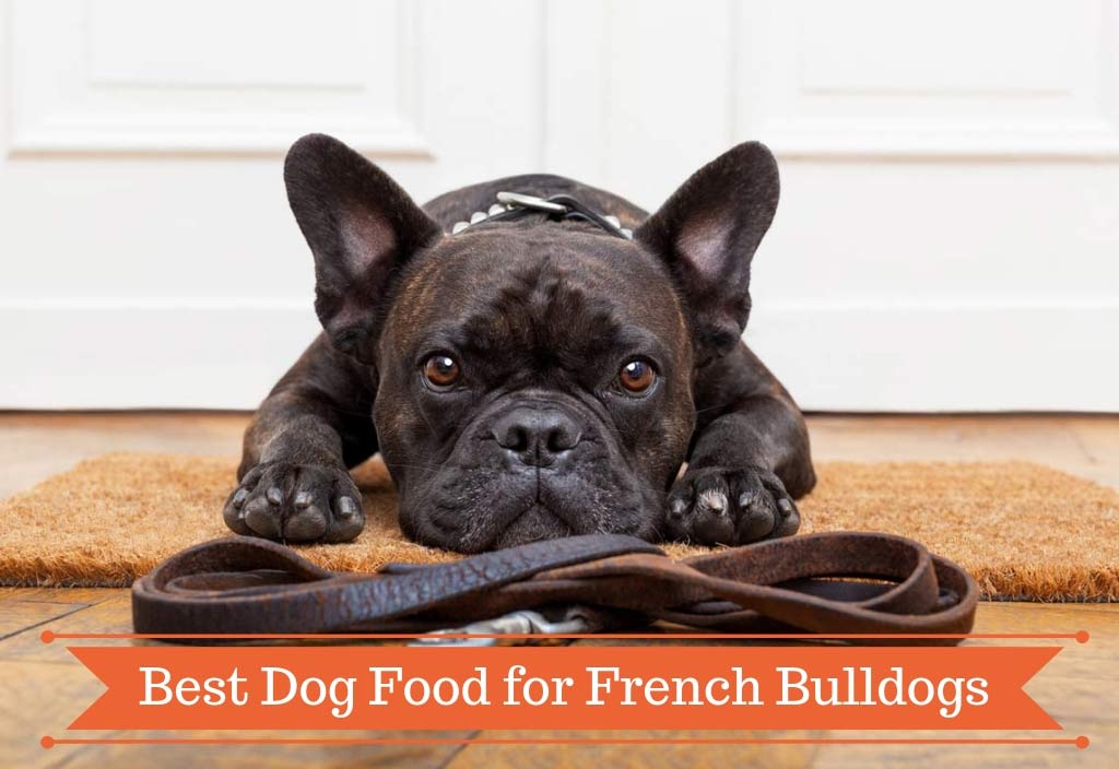 Best Dog Food for French Bu