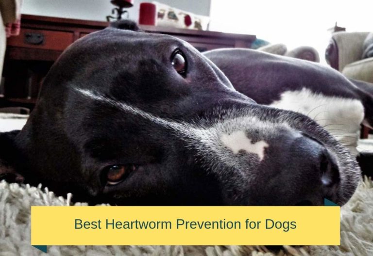 Best Heartworm Prevention for Dogs Top 5 Dog Heartworm Treatments for 2021