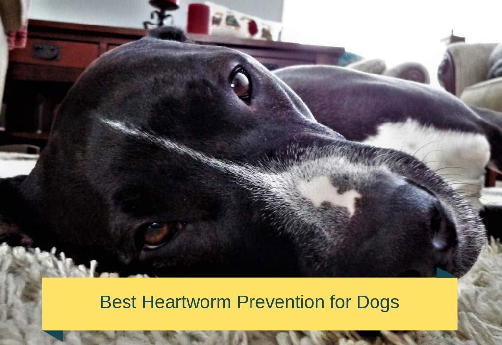 Best-Heartworm-Prevention-f
