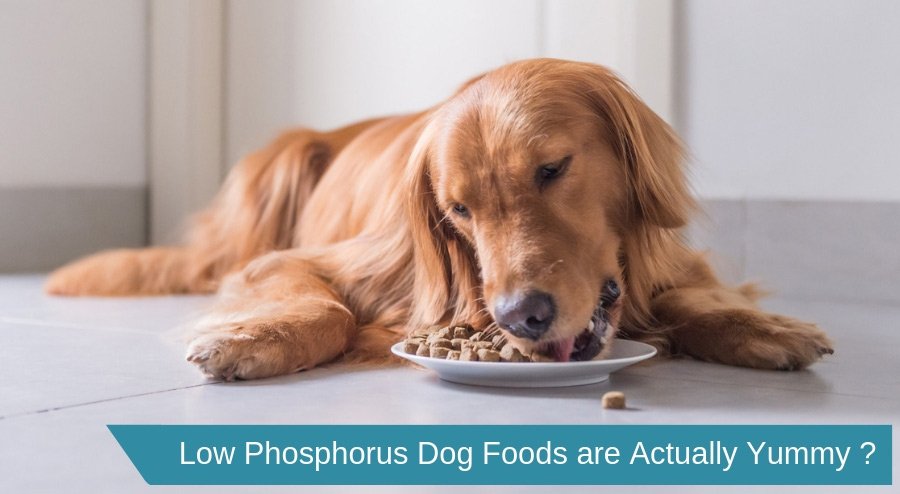 Low Phosphorus Dog Food Top 5 Recommendations That Are Actually Yummy