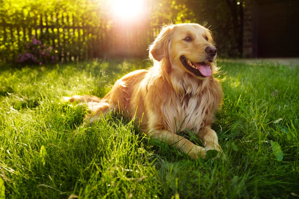 Golden Retrievers: Everything You Need to Know