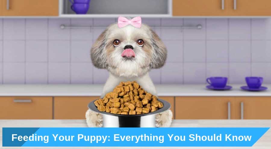 Feeding-Your-Puppy
