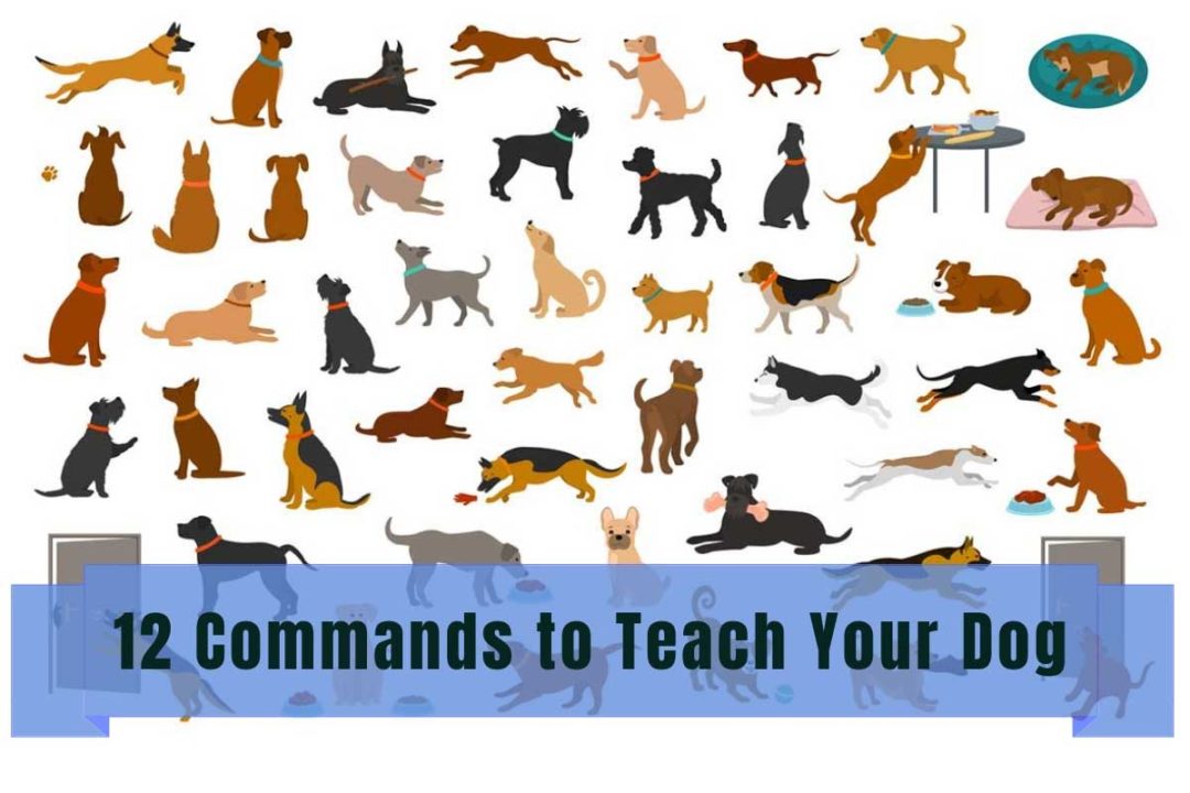 12 commands to teach your dog