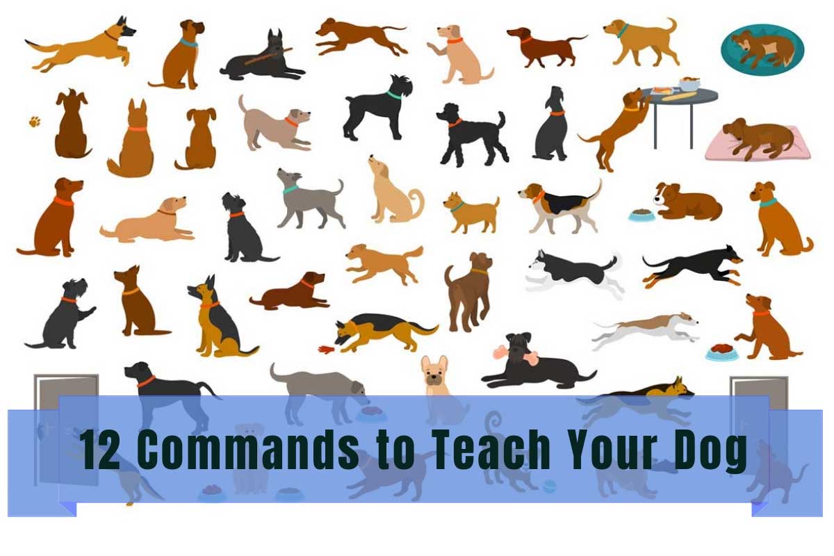 12 Commands to Teach Your Dog