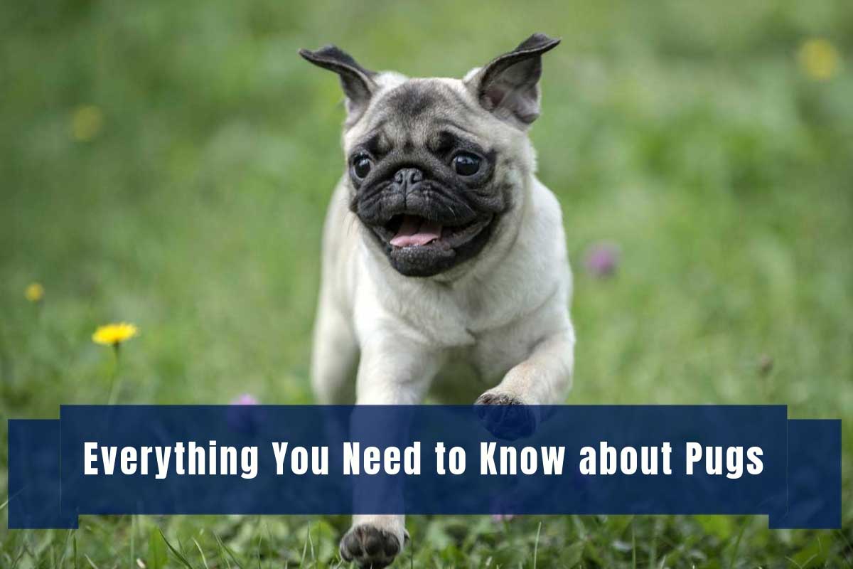 Everything You Need to Know about Pugs