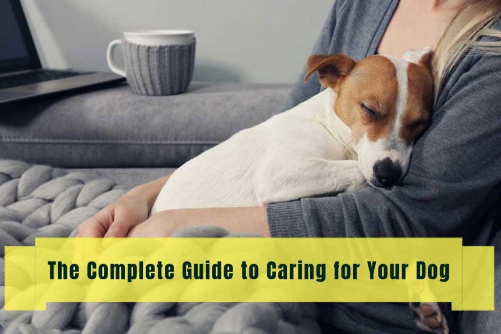 The Complete Guide to Caring for Your Dog