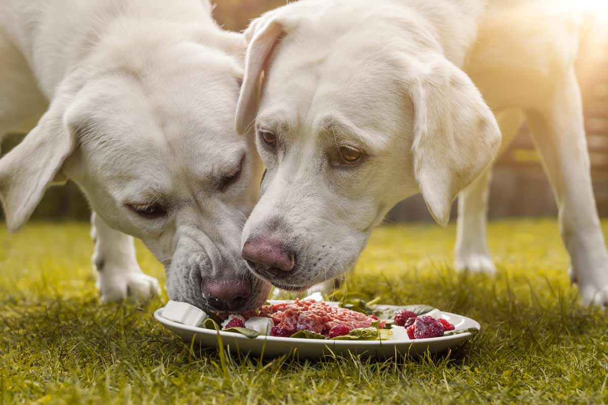 5 Best Canned Dog Food
