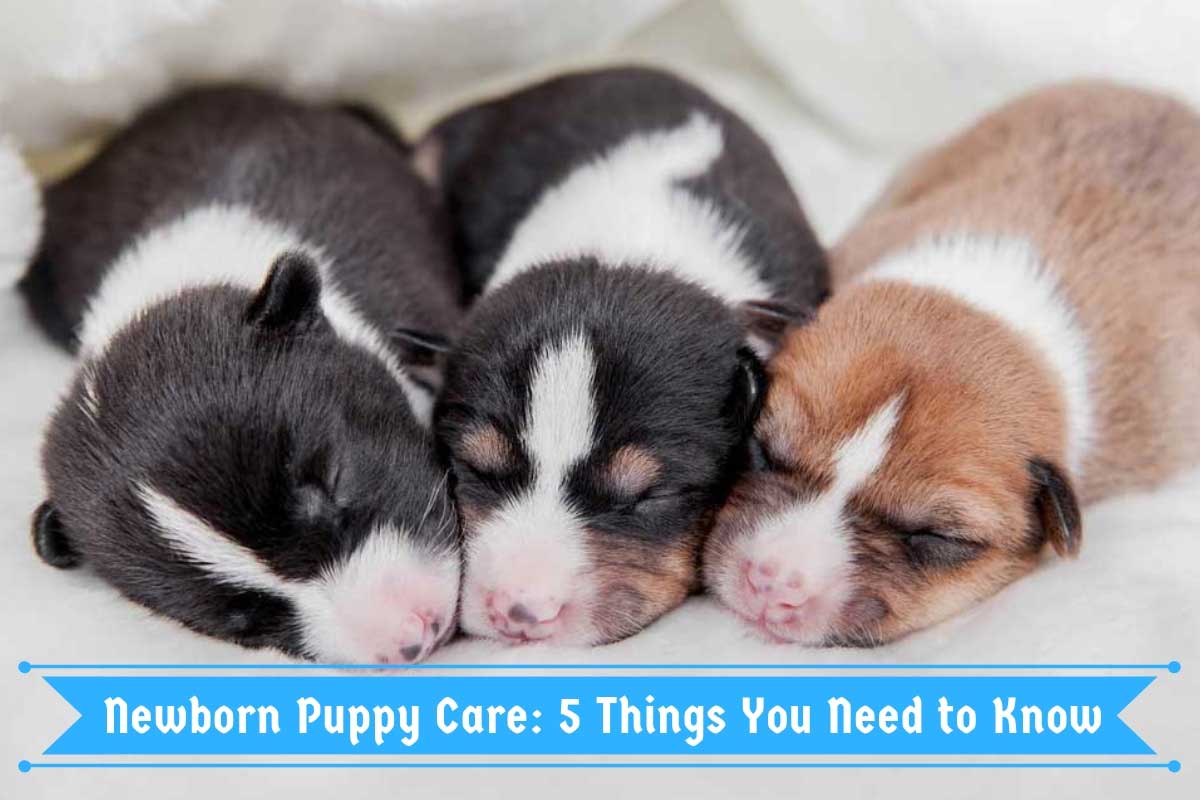 How To Tell How Old A Newborn Puppy Is