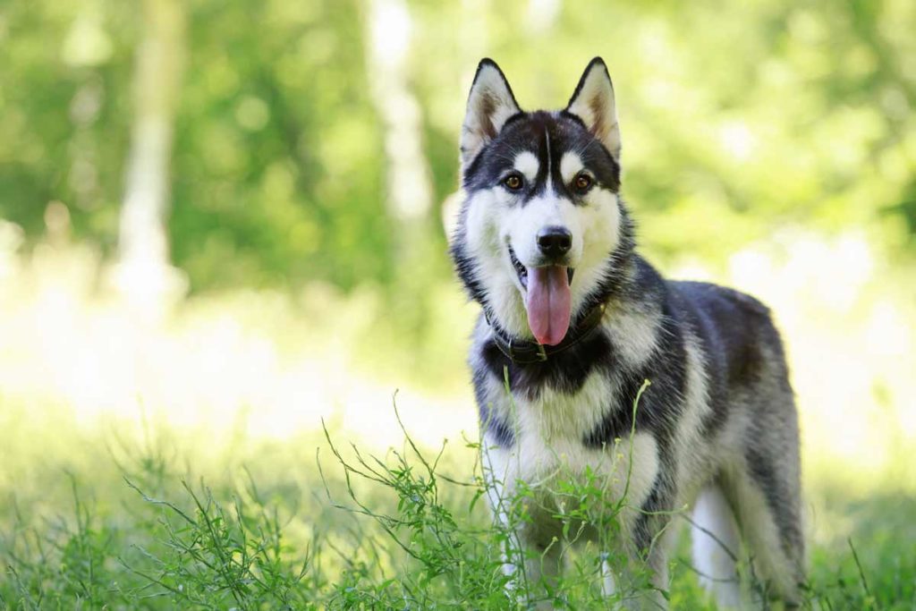Siberian Huskies: Everything You Need to Know