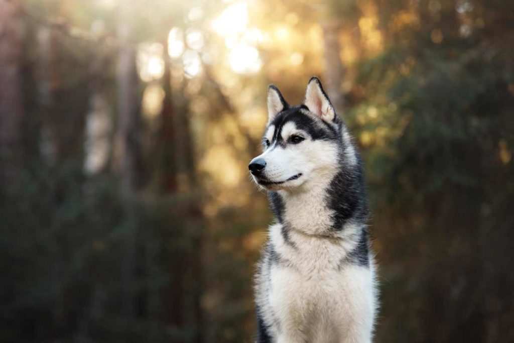Siberian Huskies: Everything You Need to Know