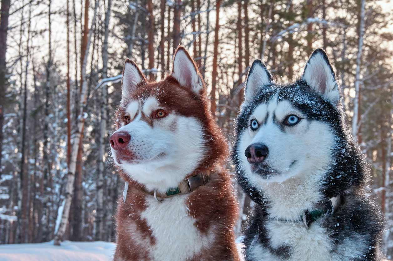 Siberian-Huskies