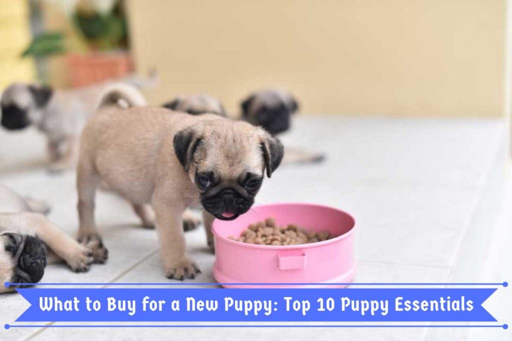 what do i need to buy for a new puppy