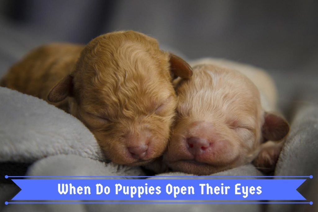 When Do Puppies Start Walking And Opening Their Eyes