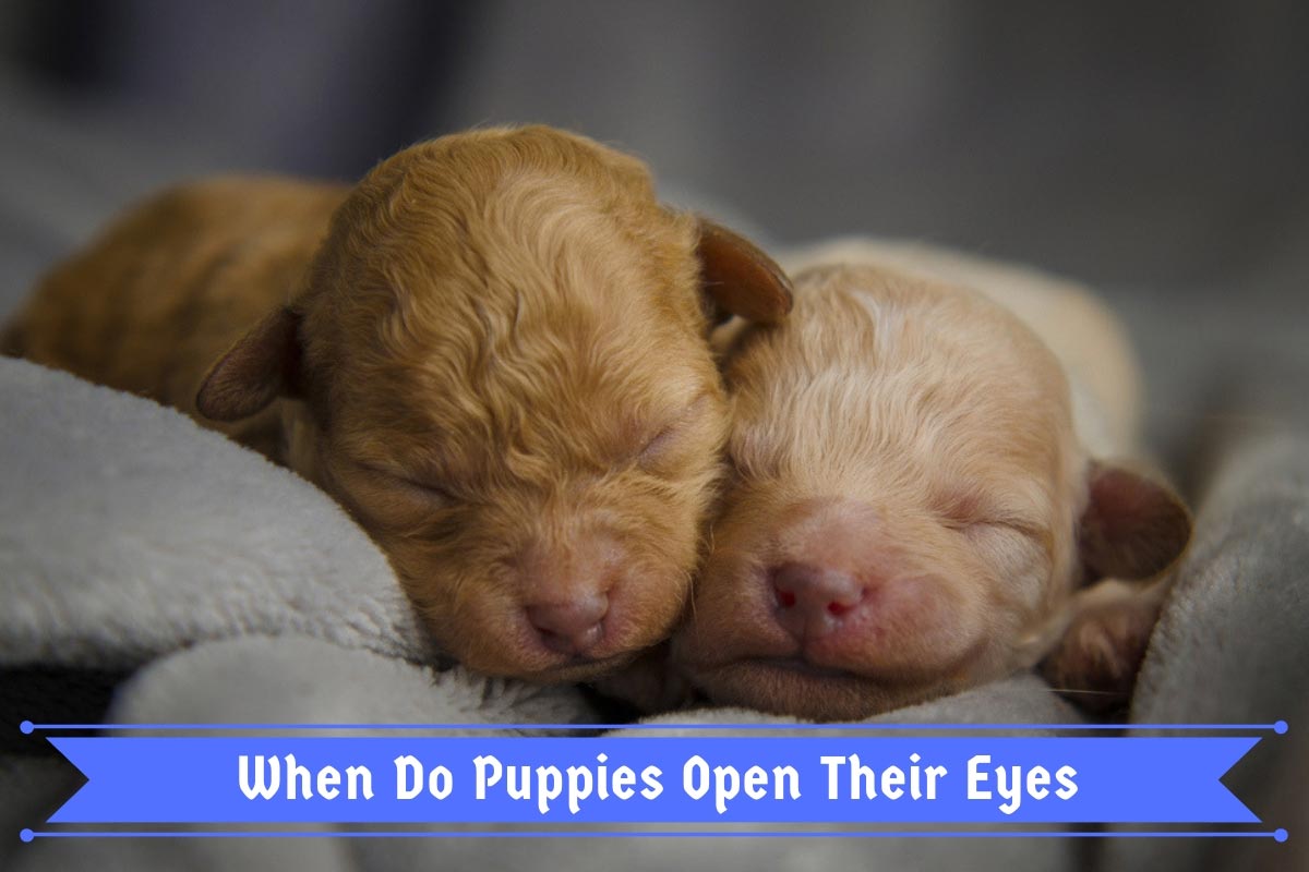 When Do Puppies Open Their Eyes? Puppy Development from 1 to 8 Weeks