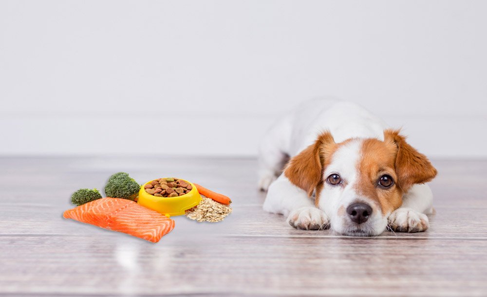 Puppy Nutrition, Food Types and Feeding Schedule