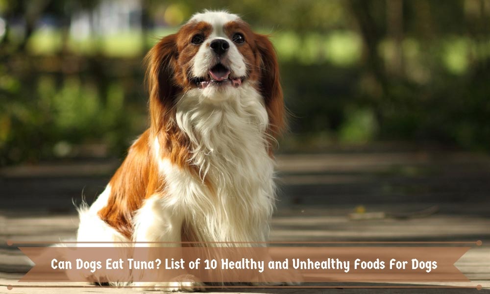 Can Dogs Eat Tuna List of 10 Healthy and Unhealthy Foods For Dogs