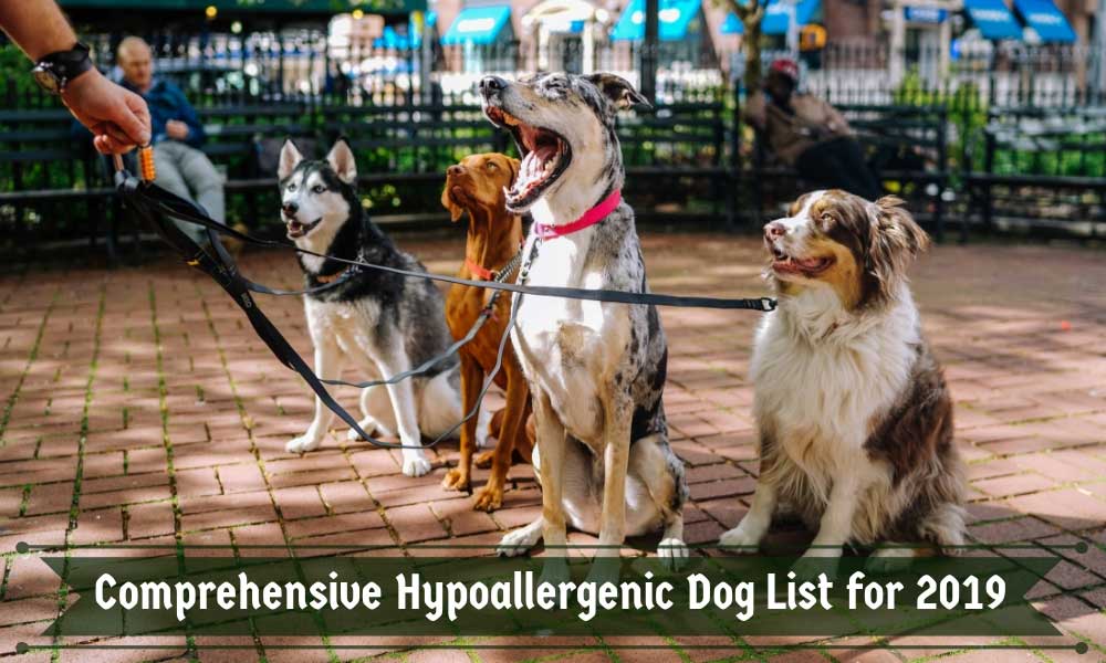 Comprehensive Hypoallergenic Dog List for 2019