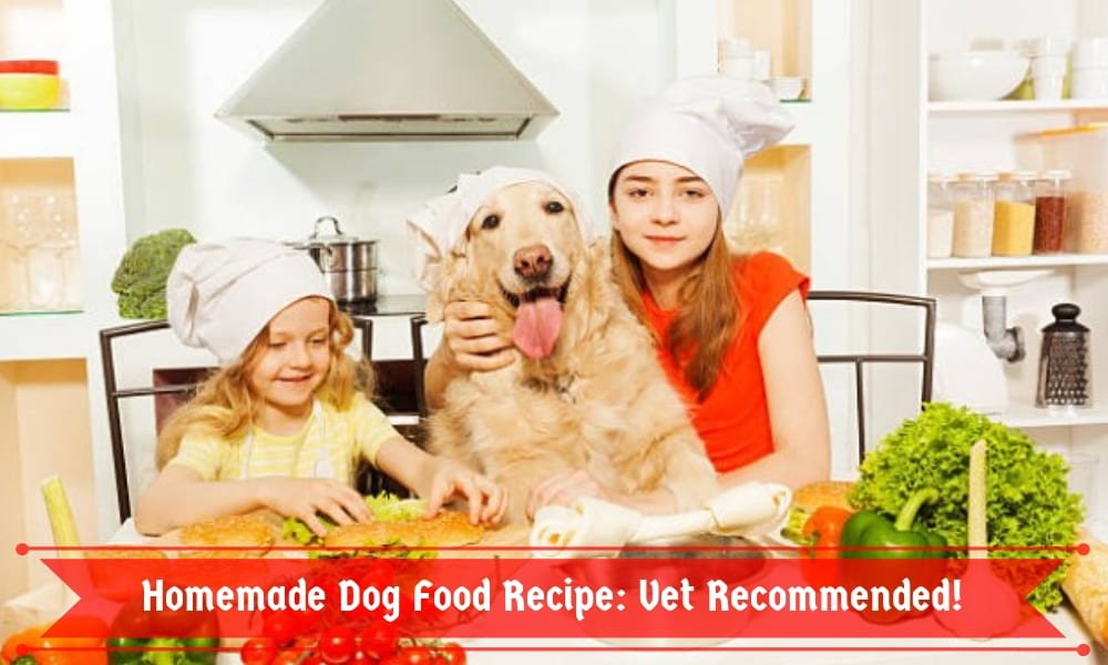 Homemade Dog Food Recipe: Vet Recommended!