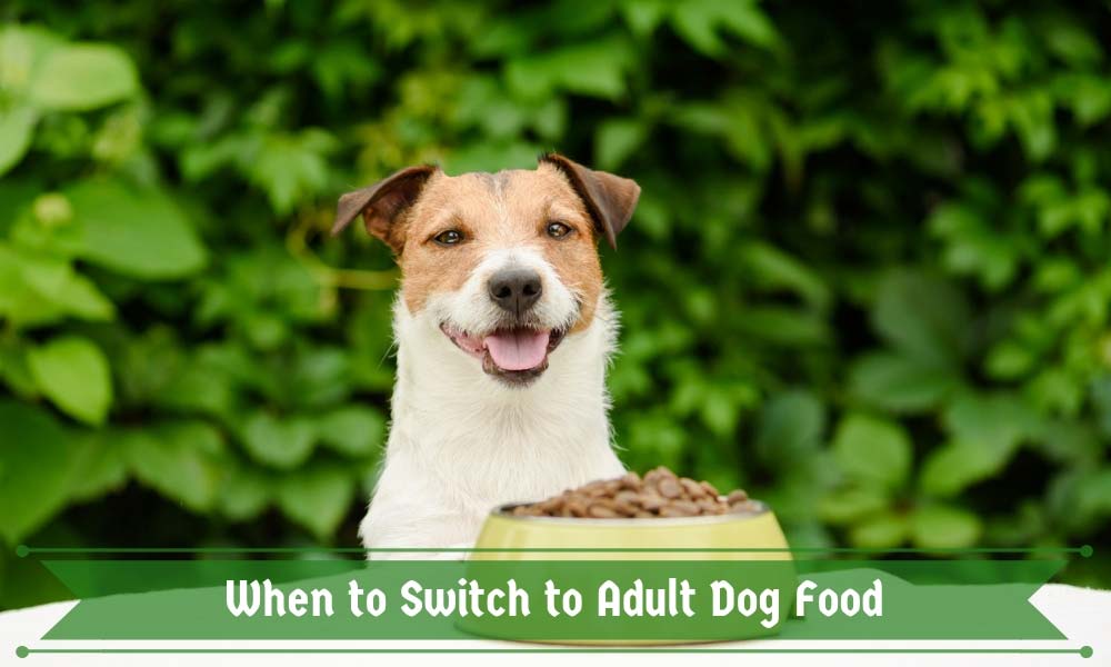 When to Switch to Adult Dog Food