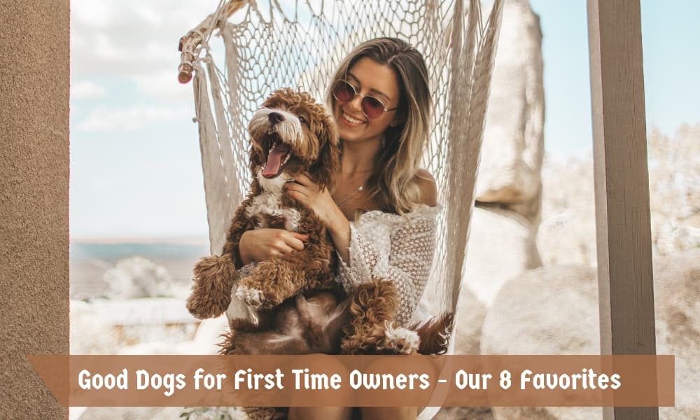 Good Dogs for First Time Owners - Our 8 Favorites