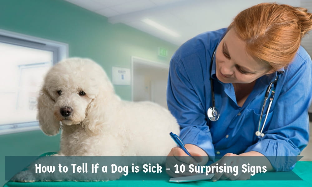How to Tell If a Dog is Sick - 10 Surprising Signs