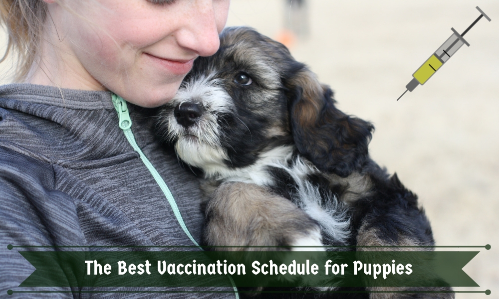 The Best Vaccination Schedule for Puppies - All You Need to Know