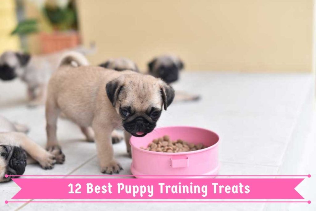 best training treats for labs