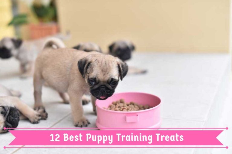 12 Best Puppy Training Treats with our 2021 Most Affordable Pick