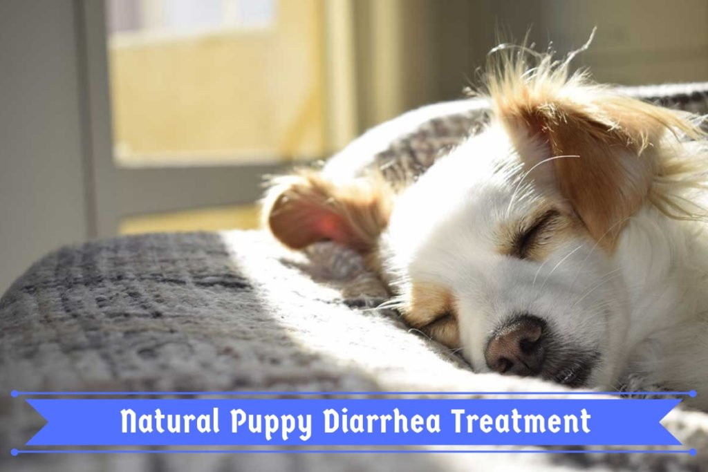 Natural Puppy Diarrhea Treatment