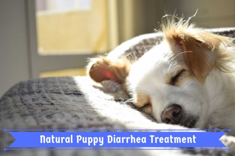 Natural Puppy Diarrhea Treatment 3 Simple Steps