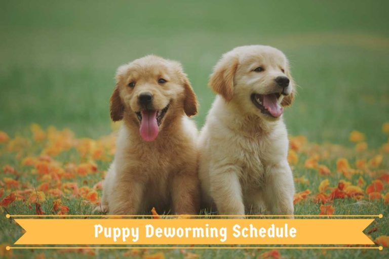 Puppy Deworming Schedule Procedure, Efficacy, Recovery & Prevention