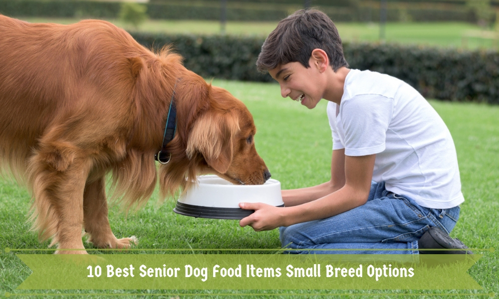 10 Best Senior Dog Food Items Small Breed Options 2019