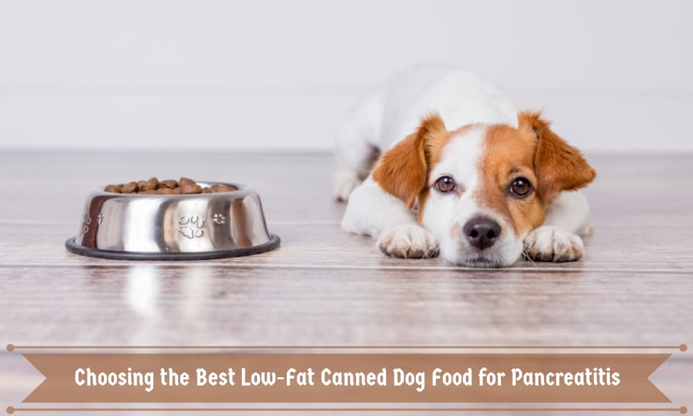 Choosing the Best Low Fat Canned Dog Food for Pancreatitis