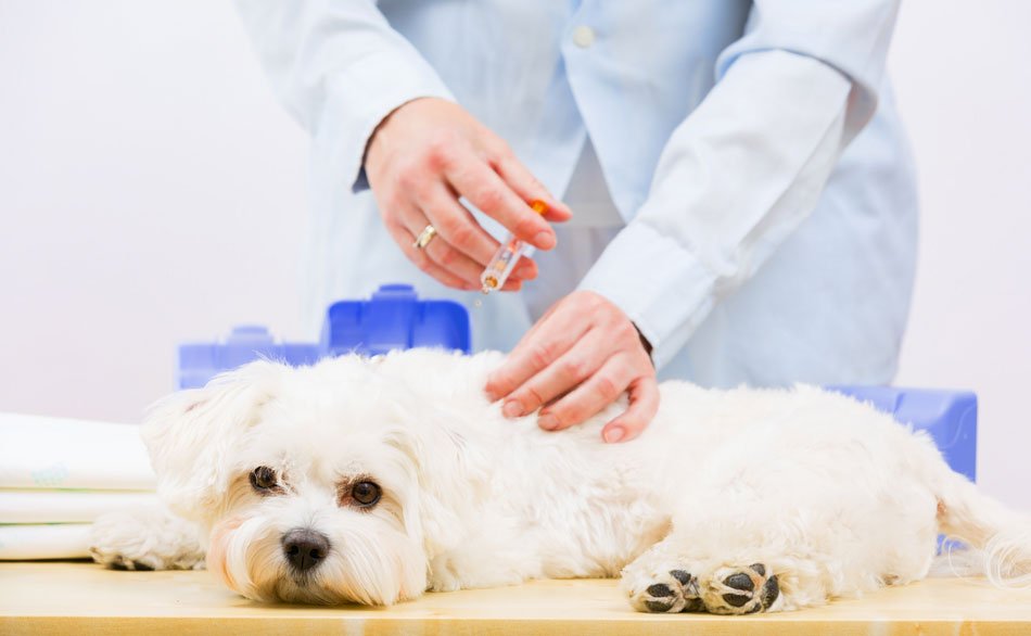 How Should I Take My Puppy Out Without Their Vaccines
