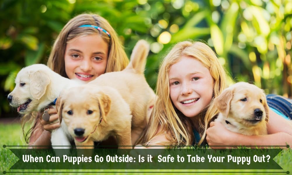 Is it Safe to Take Your Puppy Out