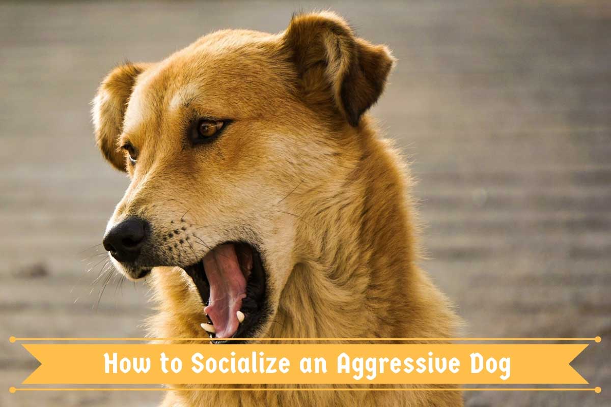 Aggressive-Dog