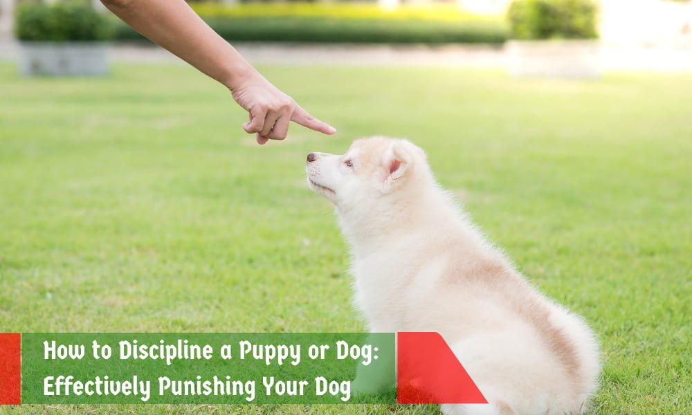 How to Discipline a Puppy or Dog
